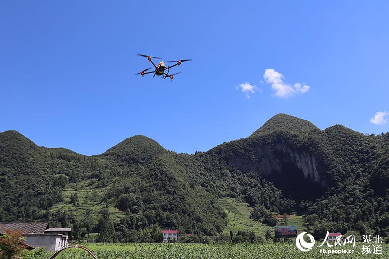 無人機(jī)飛防。(劉洋 攝)