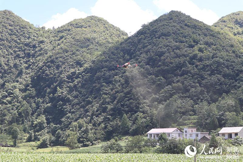 無人機(jī)飛防。(劉洋 攝)