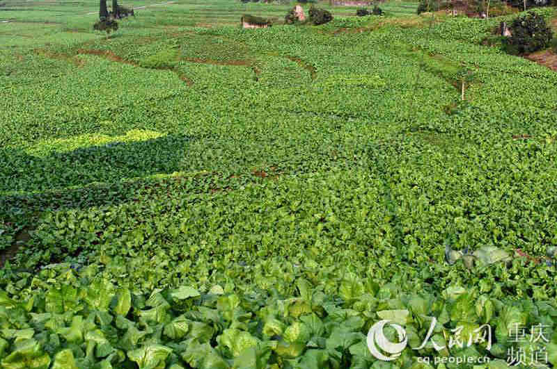 Ƭ^켾(ji)L(fng)(d)־(qing) S z