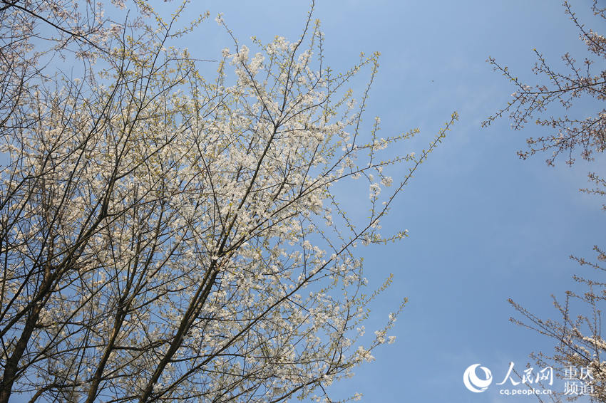 山^(q)ʢ(zhn)ɽf(wn)Ұѻӭ`šW(wng) z