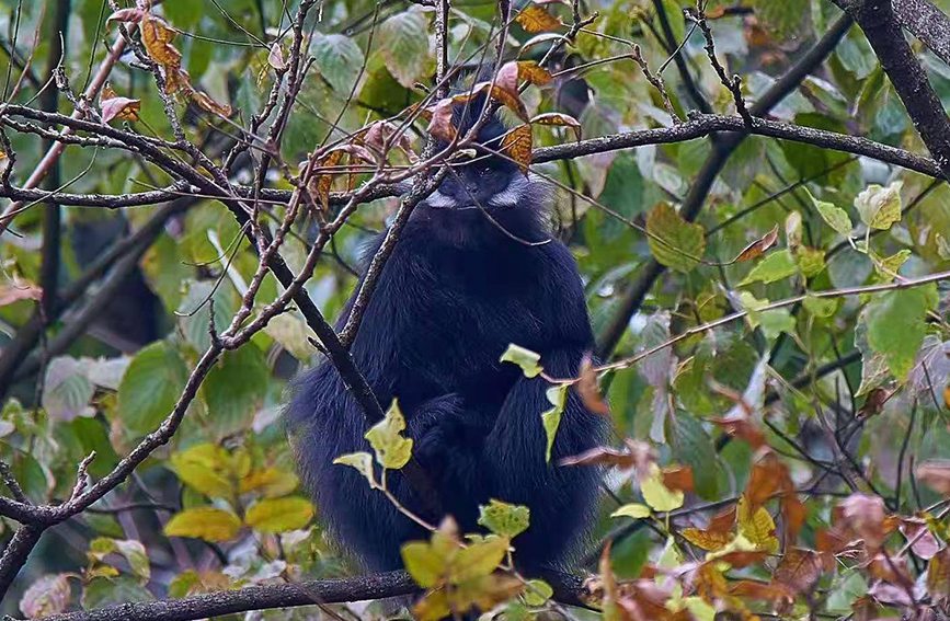 ~ؑcɽ(gu)Ҽ(j)Ȼo(h)^(q)ֹD