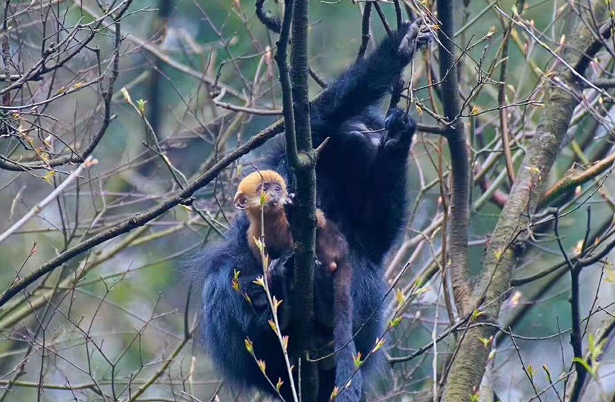 ~ؑcɽ(gu)Ҽ(j)Ȼo(h)^(q)ֹD