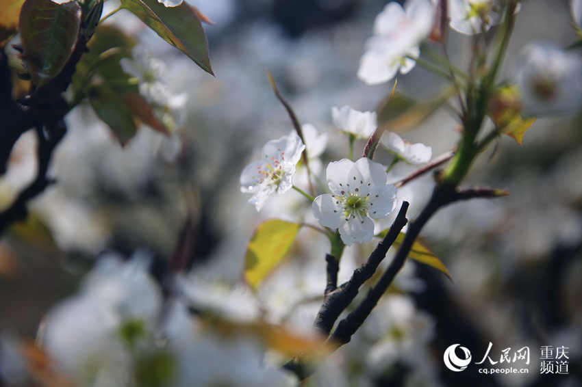 山^(q)(zhn)ţƺf(wn)滨(jng)`W(wng) z