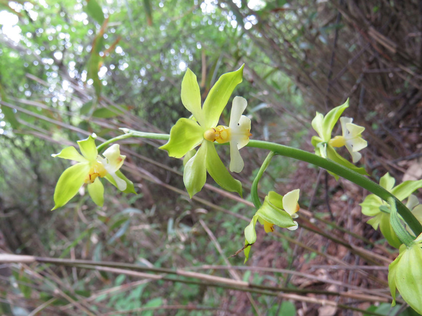 重慶發(fā)現(xiàn)植物新物種被命名為巫溪蝦脊蘭。重慶陰條嶺國(guó)家級(jí)自然保護(hù)區(qū)管理局供圖