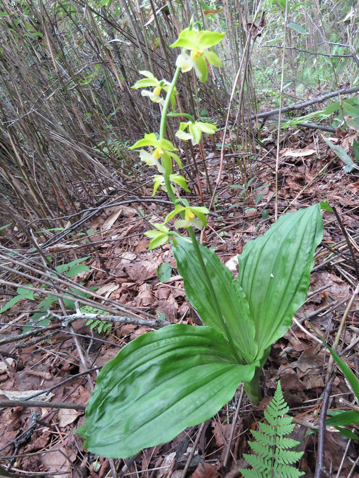 ؑcl(f)F(xin)ֲNϪrmؑcꎗlXҼ(j)Ȼo(h)^(q)ֹD