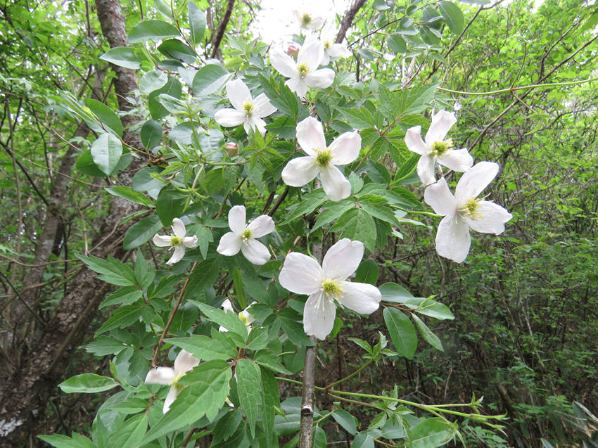 ؑcl(f)F(xin)ֲNϪFɏHϪзֲؑcꎗlXҼȻo^(q)ֹD