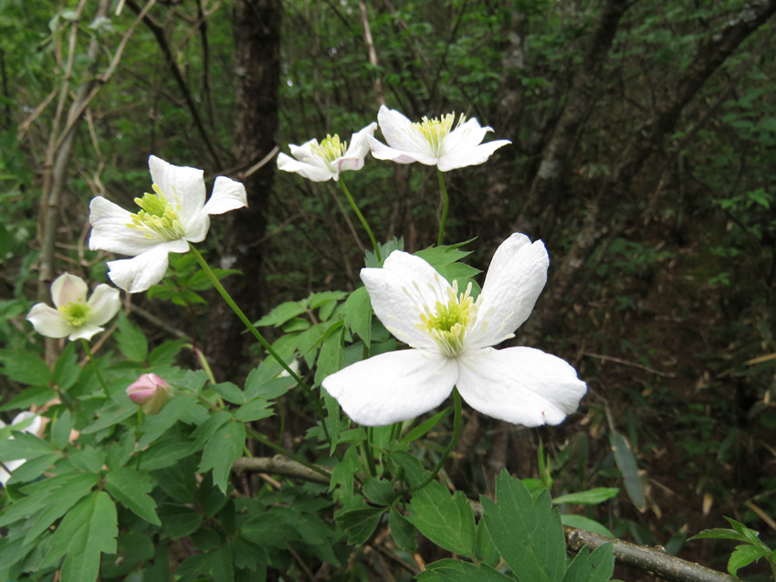 ؑcl(f)F(xin)ֲNϪFɏHϪзֲؑcꎗlXҼ(j)Ȼo(h)^(q)ֹD