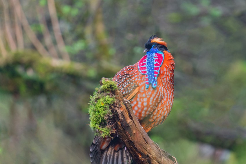 tؑcϴɽؑc֘I(y)ֹD