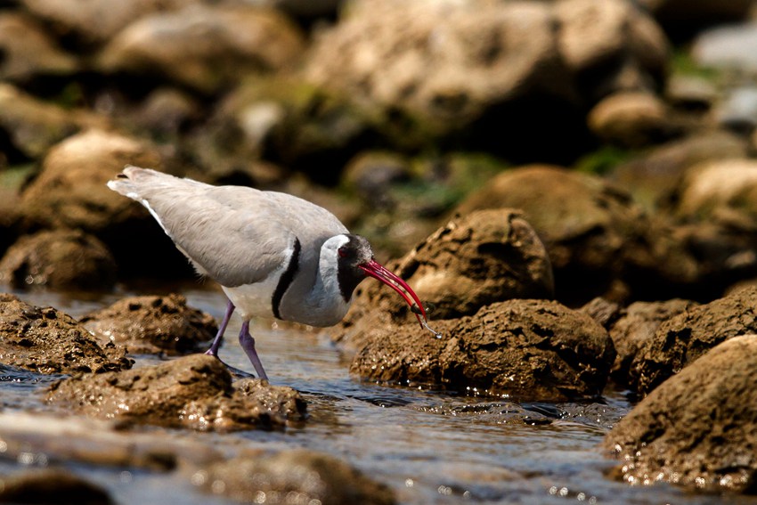 qؑcǿڿhؑc֘I(y)ֹD