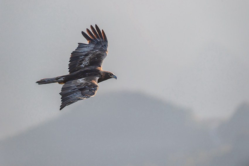 ؑcɽؑc֘I(y)ֹD