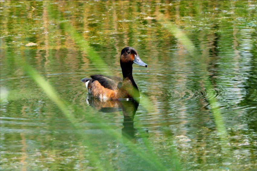 ^ؑc_ݝhSؑc֘I(y)ֹD