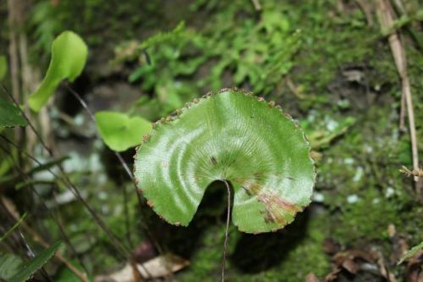 {^(q)ОlΣֲ~Fާؑc֘I(y)ֹD