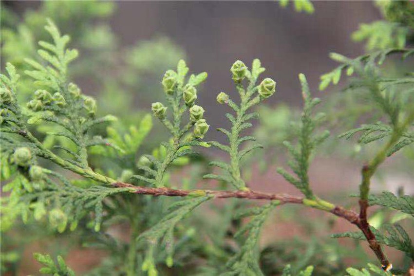 Ȼo(lin)ˣIUCNОќ^NЇֲ֮һ°ؑc֘I(y)ֹD