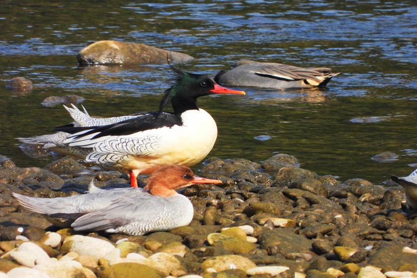 Aɳؑcؑc֘I(y)ֹD