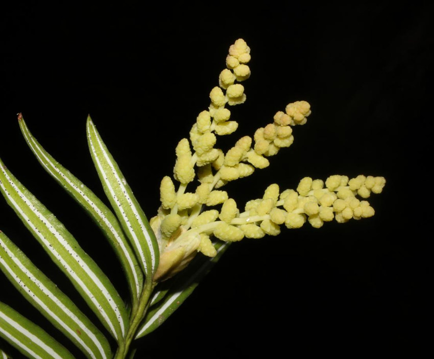 뻨ɼؑcꎗlXҼȻo(h)^(q)ֹD