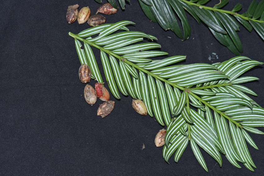 ؑcꎗlXl(f)F(xin)1.6|ǰֲʯ뻨ɼؑcꎗlX(gu)Ҽ(j)Ȼo(h)^(q)ֹD