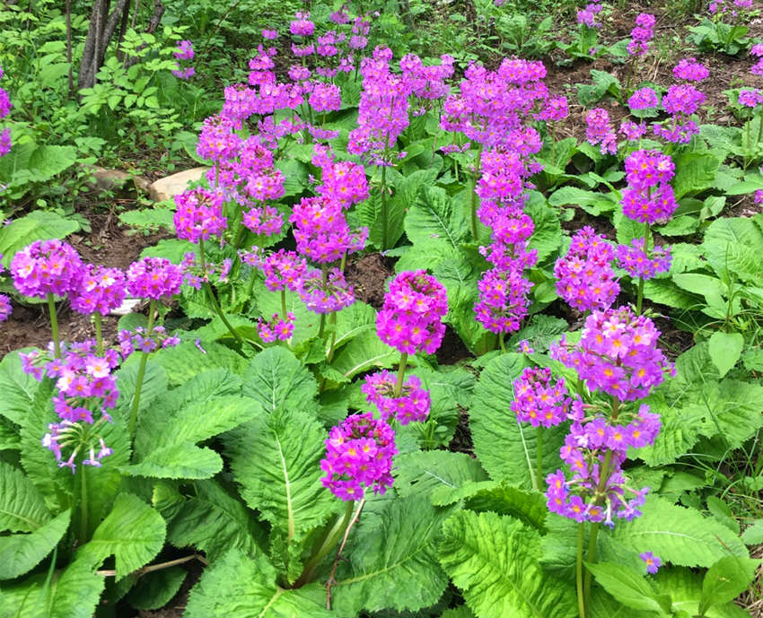 ؑcꎗlXҼ(j)Ȼo(h)^(q)l(f)F(xin)Ĵ|_(ti)(bo)ư܊z