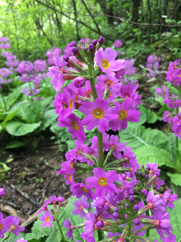 ؑcꎗlXҼȻo^(q)l(f)FĴ|_󴺡ư܊z