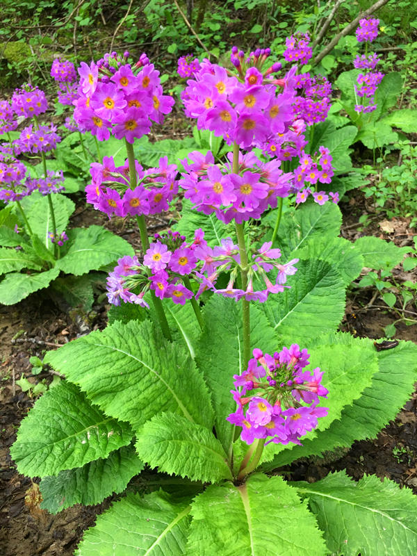 ؑcꎗlXҼȻo(h)^(q)l(f)F(xin)Ĵ|_(bo)ư܊z