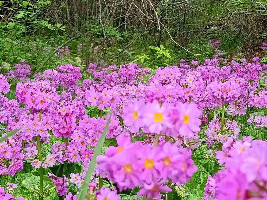 ؑcꎗlXҼ(j)Ȼo(h)^(q)l(f)F(xin)Ĵ|_(ti)(bo)ư܊z