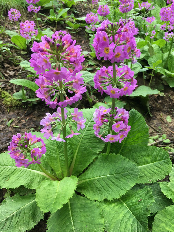 ؑcꎗlXҼȻo^(q)l(f)FĴ|_󴺡ư܊z