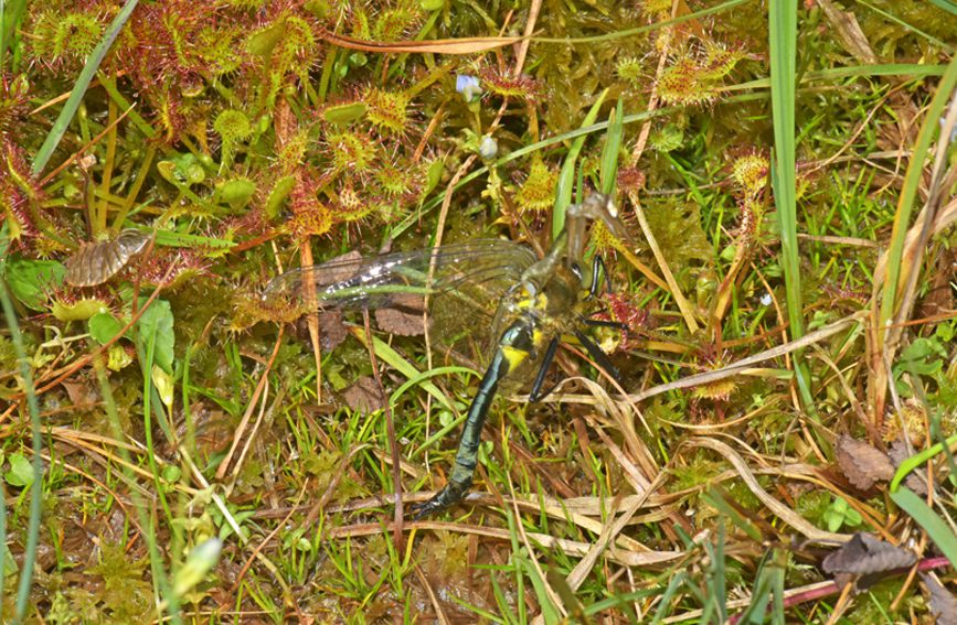 A~é˲ʳؑc(gu)Ҽ(j)Ȼo(h)^(q)̎D