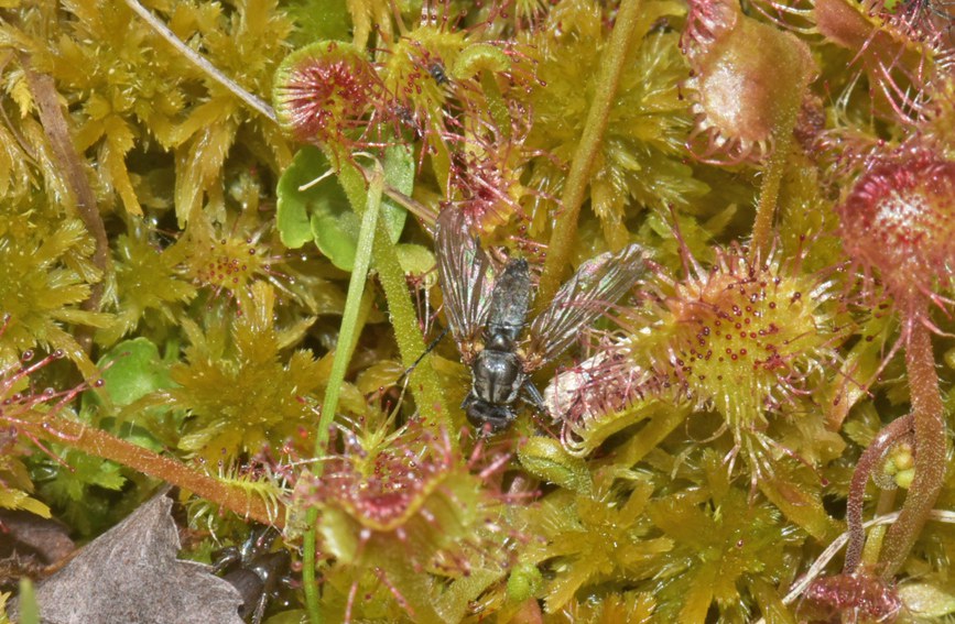 A~é˲ʳnωؑcҼȻo(h)^(q)̎D