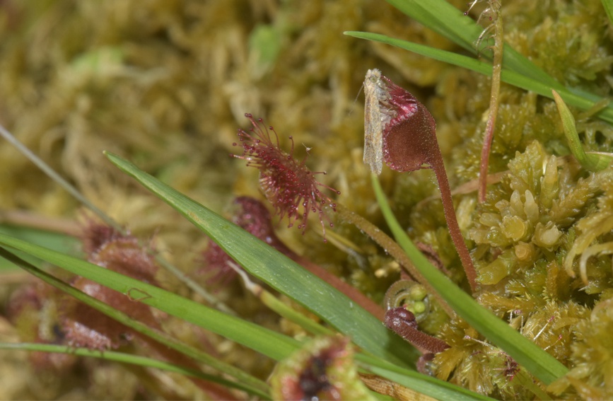 A~é˲ʳؑcҼȻo^(q)̎D