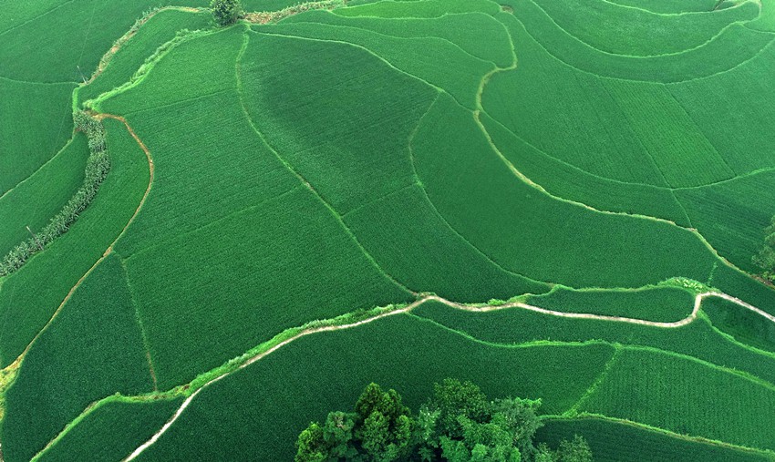 L^(q)R(zhn)l(xing)L(fng)ˡSӔz