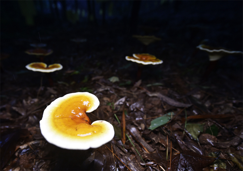 `֥_l(xing)dSӔz