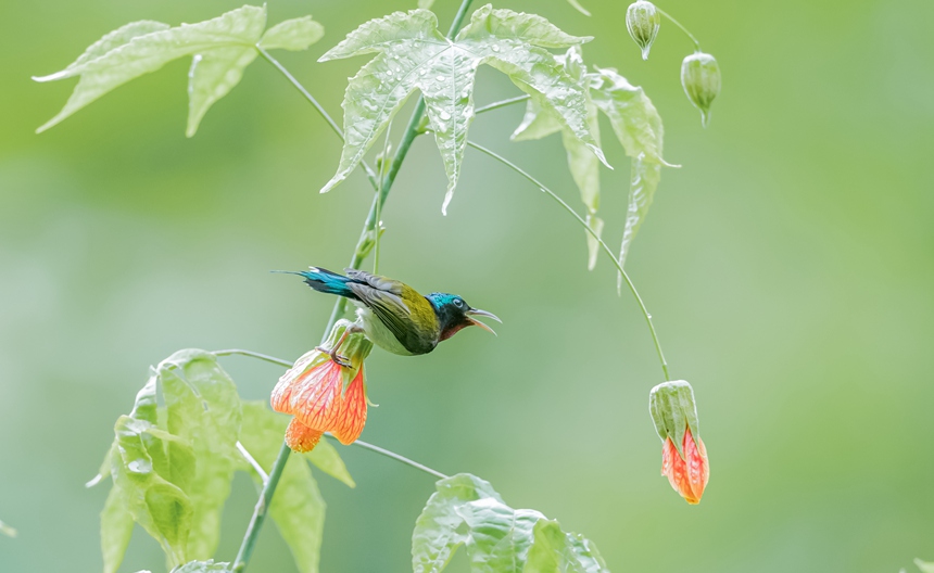 叉尾太陽鳥在重慶市南川區(qū)金佛山北坡景區(qū)花間“舞”翩翩。瞿明斌攝