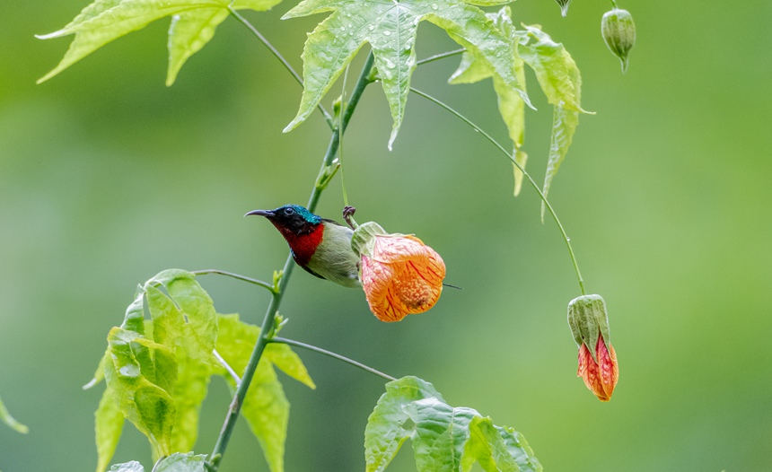 β̫Bؑcϴ^(q)ɽ¾^(q)g衱z