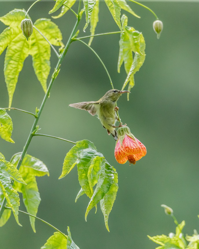 β̫Bؑcϴ^(q)ɽ¾^(q)g衱z