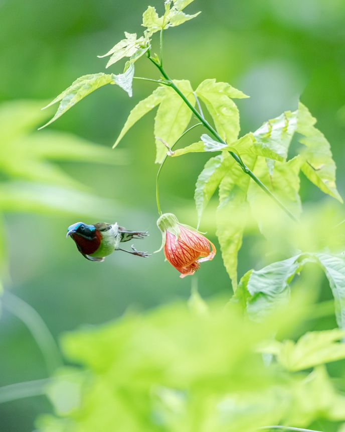 β̫Bؑcϴ^(q)ɽ¾^(q)g衱z