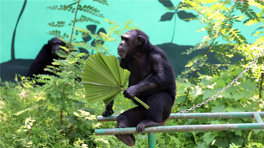 黑猩猩手拿蒲扇解暑降溫。王成杰 攝