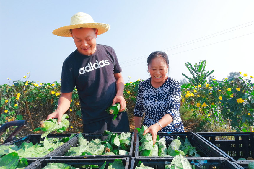 村民將采摘的絲瓜進行裝筐。劉莉攝
