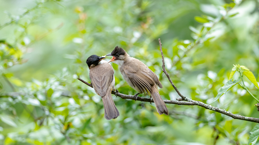 88ؑcϴ^(q)l(xing)gĔzSlz