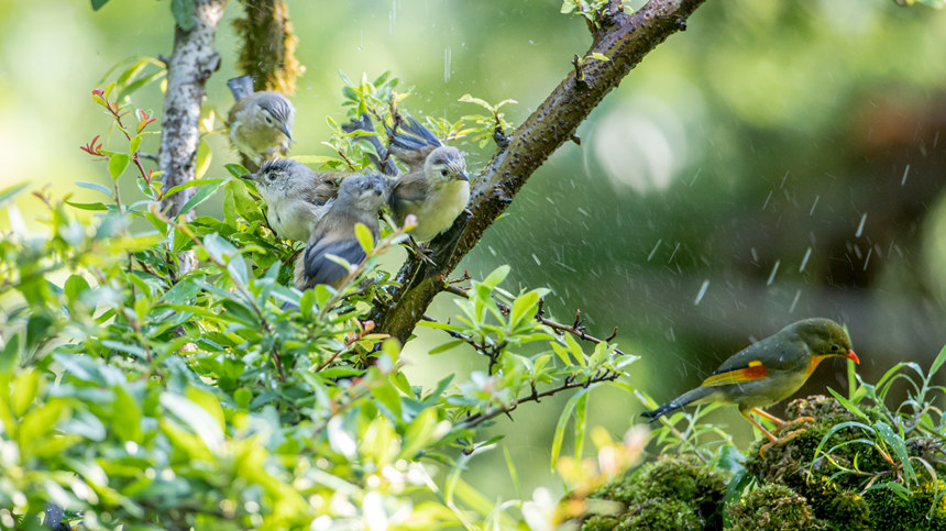 ؑcϴ^(q)l(xing)gĔzBz