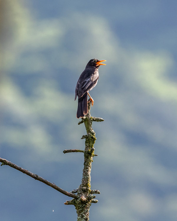 ؑcϴ^(q)l(xing)gĔzBz