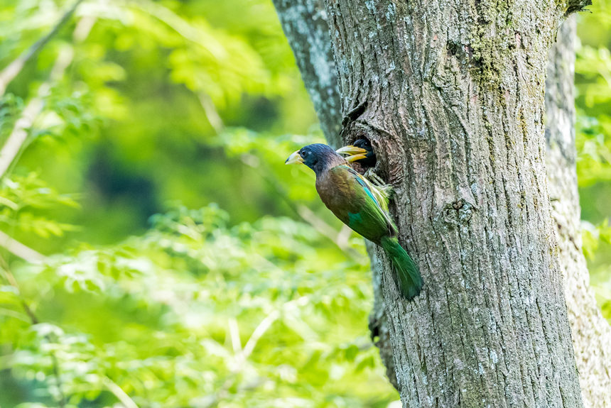 ؑcϴ^(q)l(xing)gĔzBz