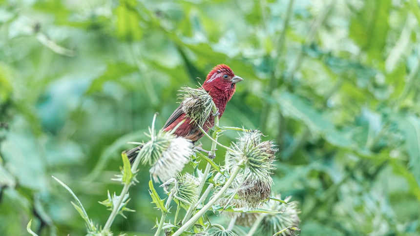 ؑcϴɽwľƼtȸz