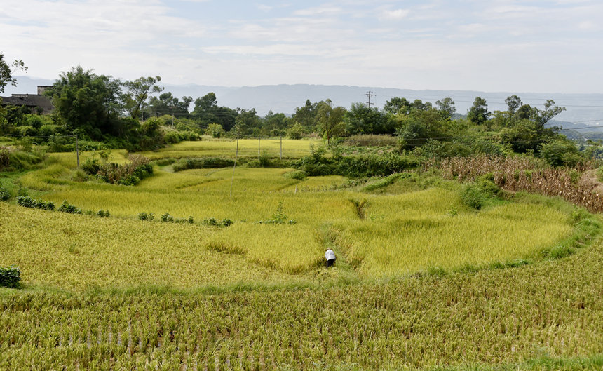 SգL(fng)箋SӔz