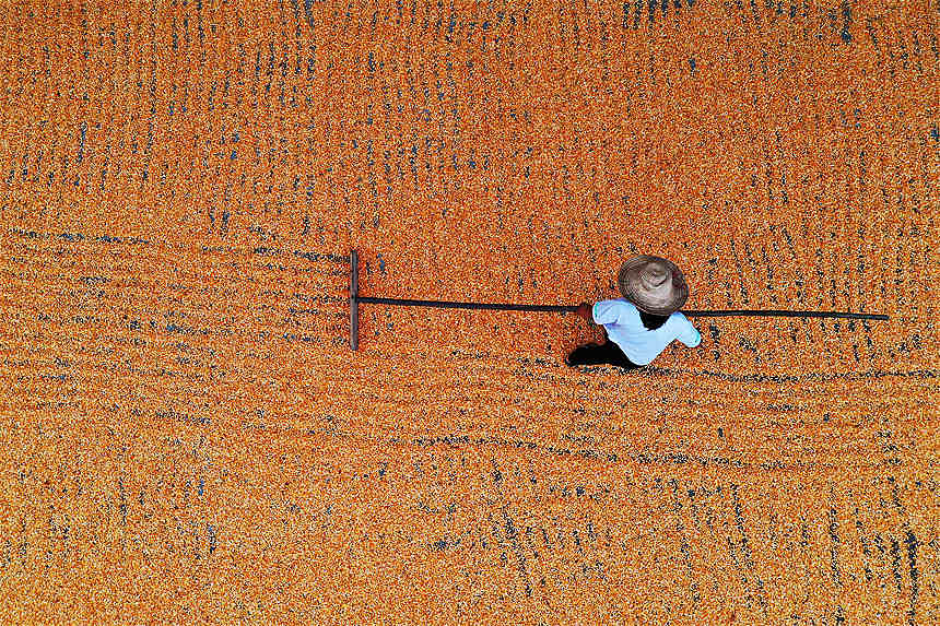 重慶市黔江區(qū)黑溪鎮(zhèn)勝地社區(qū)村民在晾曬玉米等農(nóng)作物。楊敏攝