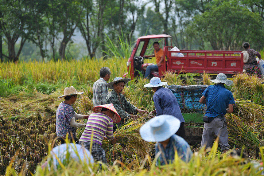 g^һSշæz