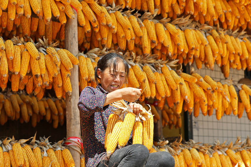 村民將玉米扎成捆進(jìn)行晾曬。趙勇攝