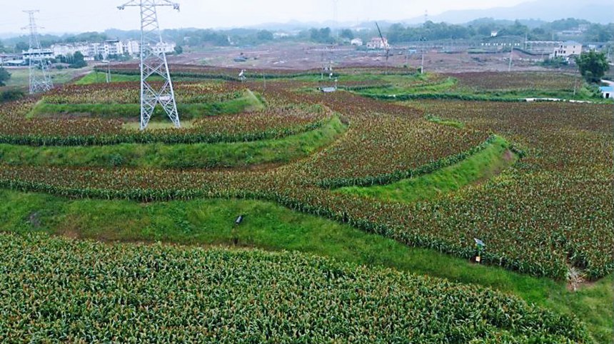 С׸a(chn)I(y)@ɔz