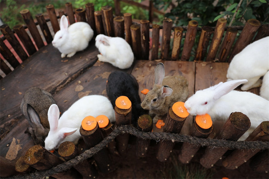 B(yng)TСͶʳӂġ}ɽܔz