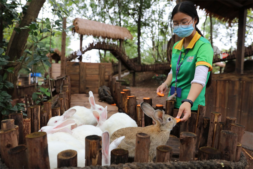 飼養(yǎng)員為小白兔投食孩子們制作的“胡蘿卜月餅”。王成杰攝