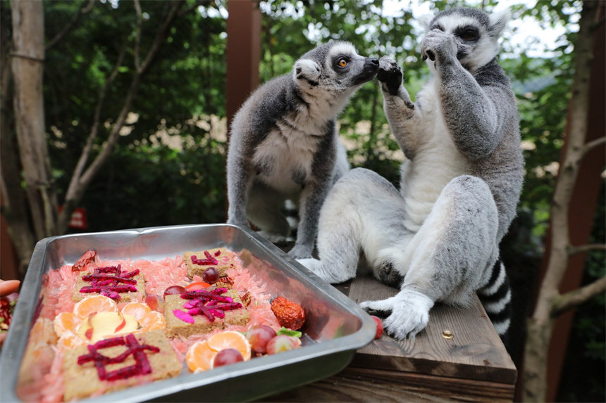 環(huán)尾狐猴也吃到了特殊定制的“花式水果月餅”。王成杰攝