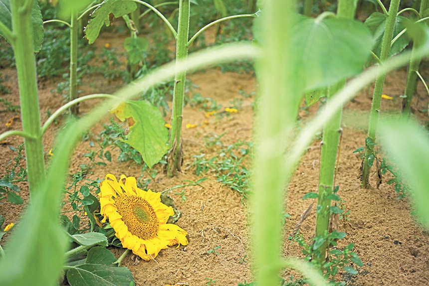 919(ni)ɹŞmɳĮɳĮԇлأɳĮзNֲտo։